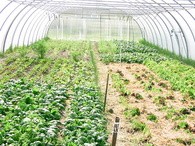 Our Own Vegetable Garden